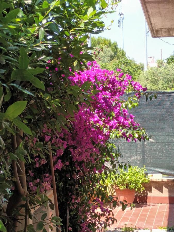 Bouganville A Apartament B&B Civitanova Marche Dış mekan fotoğraf